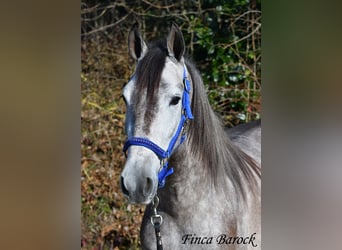 Andalusier, Wallach, 4 Jahre, 155 cm, Schimmel