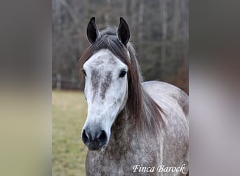 Andalusier, Wallach, 4 Jahre, 155 cm, Schimmel