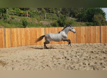 Andalusier, Wallach, 4 Jahre, 155 cm, Schimmel