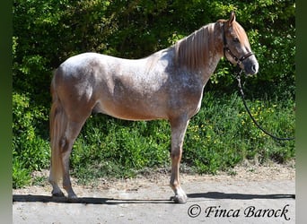 Andalusier, Wallach, 4 Jahre, 155 cm, Tigerschecke