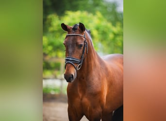 Andalusier, Wallach, 4 Jahre, 156 cm, Brauner