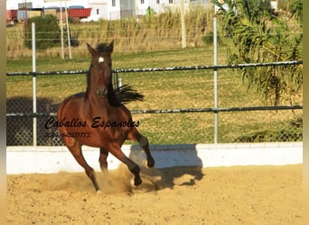 Andalusier, Wallach, 4 Jahre, 156 cm, Brauner