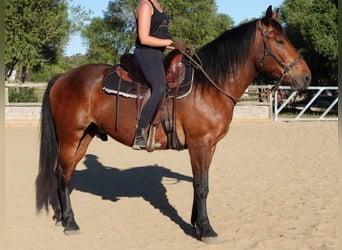 Andalusier Mix, Wallach, 4 Jahre, 156 cm, Brauner