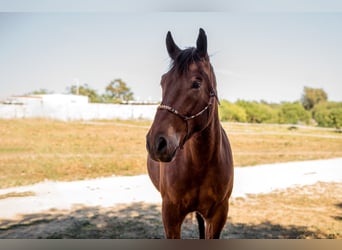 Andalusier Mix, Wallach, 4 Jahre, 156 cm, Brauner