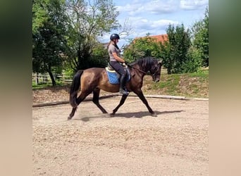 Andalusier Mix, Wallach, 4 Jahre, 156 cm, Buckskin