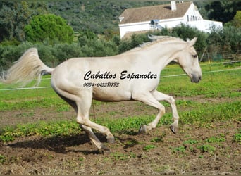 Andalusier, Wallach, 4 Jahre, 156 cm, Palomino