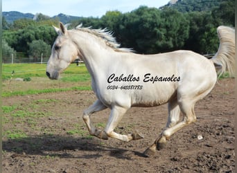 Andalusier, Wallach, 4 Jahre, 156 cm, Palomino