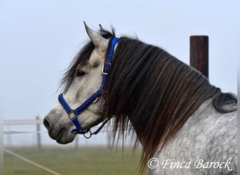 Andalusier, Wallach, 4 Jahre, 156 cm, Schimmel
