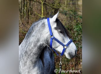 Andalusier, Wallach, 4 Jahre, 156 cm, Schimmel