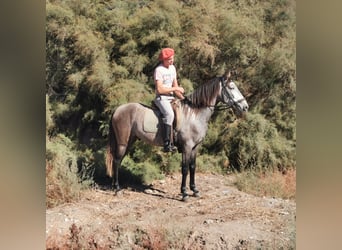 Andalusier, Wallach, 4 Jahre, 156 cm, Schimmel