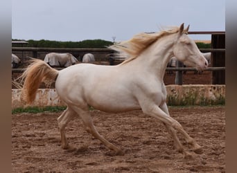 Andalusier, Wallach, 4 Jahre, 157 cm, Cremello