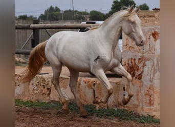 Andalusier, Wallach, 4 Jahre, 157 cm, Cremello