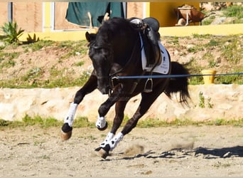 Andalusier, Wallach, 4 Jahre, 157 cm, Rappe