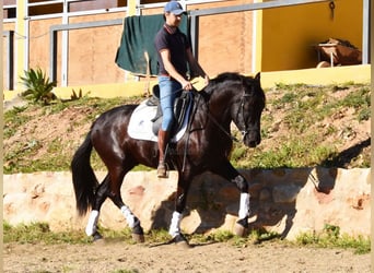 Andalusier, Wallach, 4 Jahre, 157 cm, Rappe