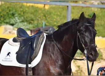 Andalusier, Wallach, 4 Jahre, 157 cm, Rappe