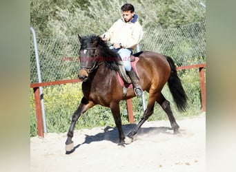 Andalusier, Wallach, 4 Jahre, 158 cm, Brauner