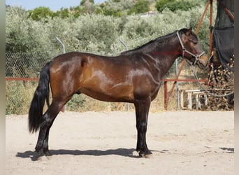 Andalusier, Wallach, 4 Jahre, 158 cm, Brauner