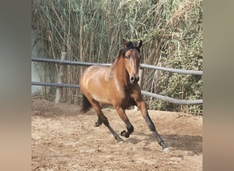 Andalusier, Wallach, 4 Jahre, 158 cm, Brauner