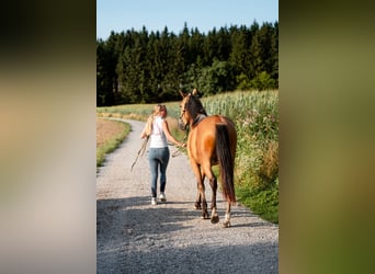 Andalusier, Wallach, 4 Jahre, 158 cm, Buckskin