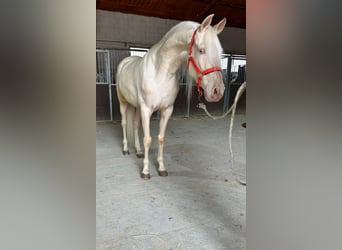 Andalusier, Wallach, 4 Jahre, 158 cm, Cremello