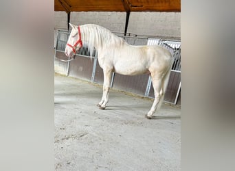 Andalusier, Wallach, 4 Jahre, 158 cm, Cremello