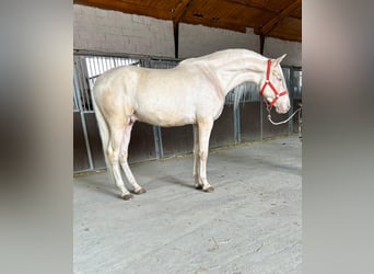 Andalusier, Wallach, 4 Jahre, 158 cm, Cremello