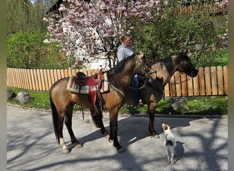 Andalusier, Wallach, 4 Jahre, 158 cm, Falbe