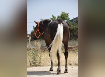 Andalusier, Wallach, 4 Jahre, 158 cm, Palomino