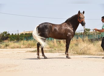 Andalusier, Wallach, 4 Jahre, 158 cm, Palomino