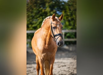 Andalusier, Wallach, 4 Jahre, 158 cm, Palomino