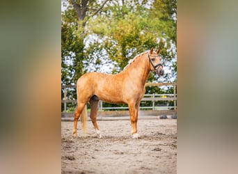 Andalusier, Wallach, 4 Jahre, 158 cm, Palomino