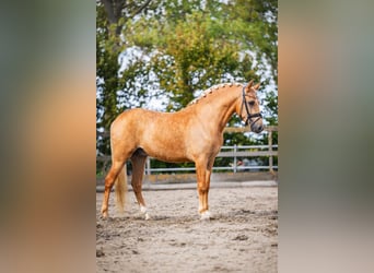 Andalusier, Wallach, 4 Jahre, 158 cm, Palomino