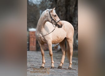 Andalusier Mix, Wallach, 4 Jahre, 158 cm, Palomino