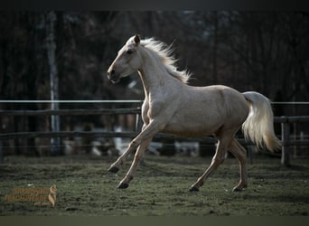 Andalusier Mix, Wallach, 4 Jahre, 158 cm, Palomino