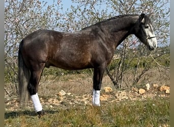 Andalusier, Wallach, 4 Jahre, 159 cm, Apfelschimmel