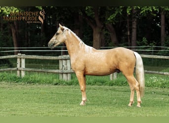 Andalusier Mix, Wallach, 4 Jahre, 159 cm, Palomino