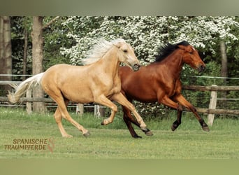 Andalusier Mix, Wallach, 4 Jahre, 159 cm, Palomino