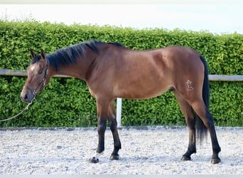 Andalusier, Wallach, 4 Jahre, 160 cm, Brauner