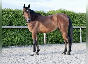 Andalusier, Wallach, 4 Jahre, 160 cm, Brauner