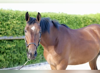 Andalusier, Wallach, 4 Jahre, 160 cm, Brauner