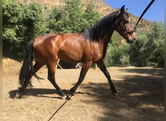 Andalusier, Wallach, 4 Jahre, 160 cm, Brauner