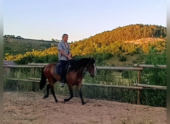 Andalusier, Wallach, 4 Jahre, 160 cm, Brauner