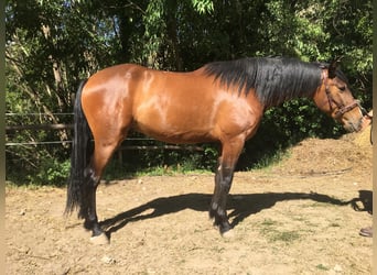 Andalusier, Wallach, 4 Jahre, 160 cm, Brauner