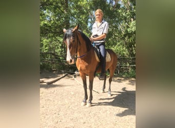 Andalusier, Wallach, 4 Jahre, 160 cm, Brauner