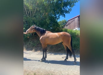 Andalusier, Wallach, 4 Jahre, 160 cm, Brauner