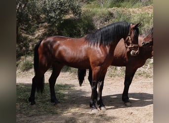 Andalusier, Wallach, 4 Jahre, 160 cm, Brauner