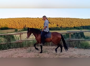 Andalusier, Wallach, 4 Jahre, 160 cm, Brauner