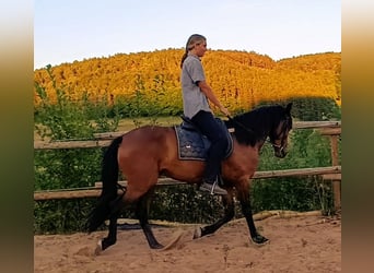 Andalusier, Wallach, 4 Jahre, 160 cm, Brauner