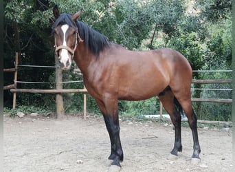 Andalusier, Wallach, 4 Jahre, 160 cm, Brauner