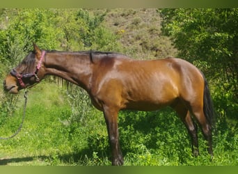 Andalusier, Wallach, 4 Jahre, 160 cm, Brauner
